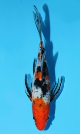 KOI Butterfly Sanke