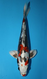 KOI Beni Kikokuryu