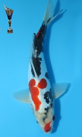 KOI Doitsu Showa zima 2012 29 cm