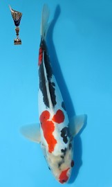 KOI Doitsu Showa zima 2012 29 cm