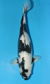 KOI VHQ Shiro Utsuri říjen 2013 57 cm