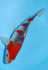 KOI VHQ Jumbo Tosai Goshiki jaro 2013 26 cm