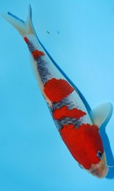 KOI VHQ Jumbo Tosai Goshiki spring 2013 26 cm