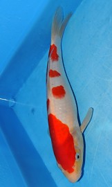 KOI VHQ Kohaku jaro 2013 26 cm