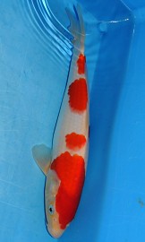 KOI VHQ Kohaku jaro 2013 26 cm