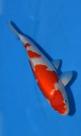 KOI Kohaku JK 20130172