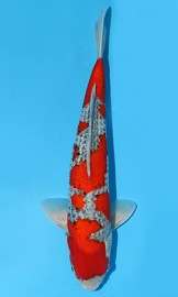 KOI VHQ Goshiki jaro 2015 45 cm