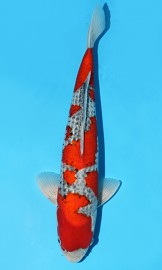 KOI VHQ Goshiki jaro 2015 45 cm