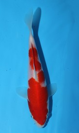 KOI Kohaku JK 20130238