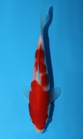 KOI Kohaku JK 20130238