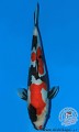 Germany Shinkokai Young KOI Show ... Champion ... Doitsu A ... size 2 ... " for sale now " 