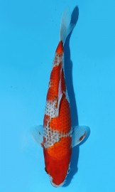 KOI HQ Goshiki jaro 2015 27 cm