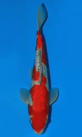 KOI HQ Gin Rin Goshiki jaro 2016 32 cm