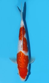 KOI SHQ Gin Rin Kohaku jaro 2015 25 cm, 1st Ginrin A Size 1 a Young Champion Interkoi 2015