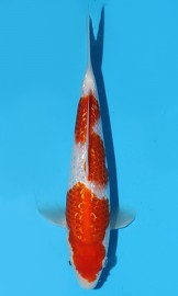 KOI SHQ Gin Rin Kohaku jaro 2015 25 cm, 1. místo Ginrin A Size 1 a Young Champion Interkoi 2015