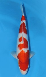 KOI SHQ Kohaku spring 2015 40 cm