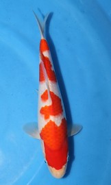 KOI SHQ Kohaku jaro 2014 28 cm