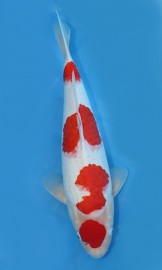 KOI VHQ Kohaku jaro 2015 40 cm