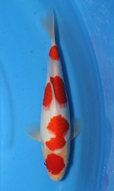 KOI VHQ Kohaku jaro 2014 26 cm
