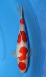 KOI VHQ Kohaku spring 2014 26 cm