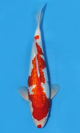 KOI HQ Gin Rin Kohaku jaro 2015 40 cm