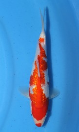 KOI HQ Gin Rin Kohaku jaro 2014 23 cm