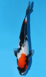 KOI HQ Showa jaro 2015 30 cm