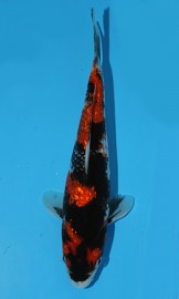 KOI HQ Gin Rin Showa zima 2014 25 cm