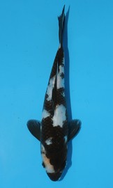 KOI HQ Shiro Utsuri zima 2014 25 cm