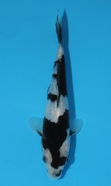 KOI HQ Shiro Utsuri zima 2014 20 cm