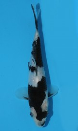 KOI HQ Shiro Utsuri zima 2014 20 cm