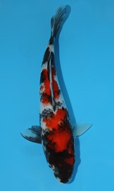 KOI HQ Tategoi Showa zima 2014 25 cm