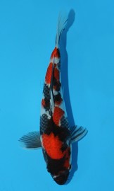 KOI HQ Tategoi Showa zima 2014 20 cm