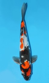 KOI Showa zima 2014 40 cm