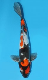 KOI Showa zima 2014 40 cm