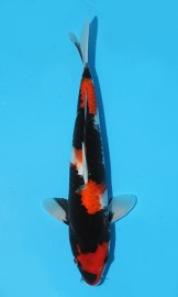 KOI Showa zima 2014 35 cm