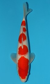 KOI SHQ Jumbo Kohaku zima 2015 38 cm