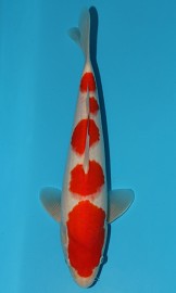 KOI SHQ Jumbo Kohaku zima 2015 38 cm