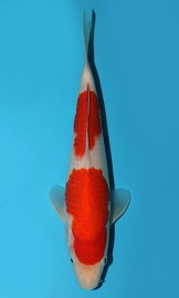 KOI VHQ Tategoi Kohaku podzim 2015 28 cm