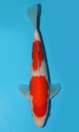 KOI VHQ Tategoi Kohaku podzim 2015 28 cm