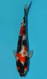 KOI VHQ Tategoi Showa Sanshoku zima 2015 28 cm