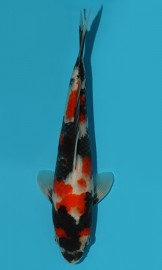 KOI VHQ Tategoi Showa Sanshoku zima 2015 28 cm