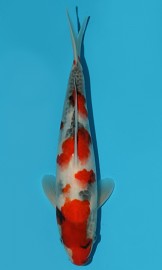 KOI VHQ Tategoi Showa Sanshoku zima 2015 27 cm