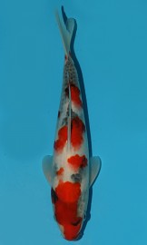 KOI VHQ Tategoi Showa Sanshoku zima 2015 27 cm