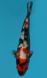 KOI VHQ Tategoi Showa Sanshoku zima 2015 30 cm