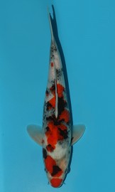 KOI VHQ Tategoi Showa zima 2015 30 cm