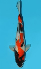 KOI VHQ Tategoi Showa podzim 2015 32 cm