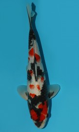 KOI VHQ Tategoi Showa zima 2015 28 cm