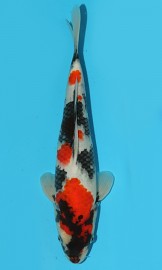 KOI VHQ Tategoi Showa podzim 2015 34 cm