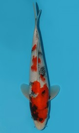 KOI VHQ Tategoi Showa Sanshoku zima 2015 30 cm